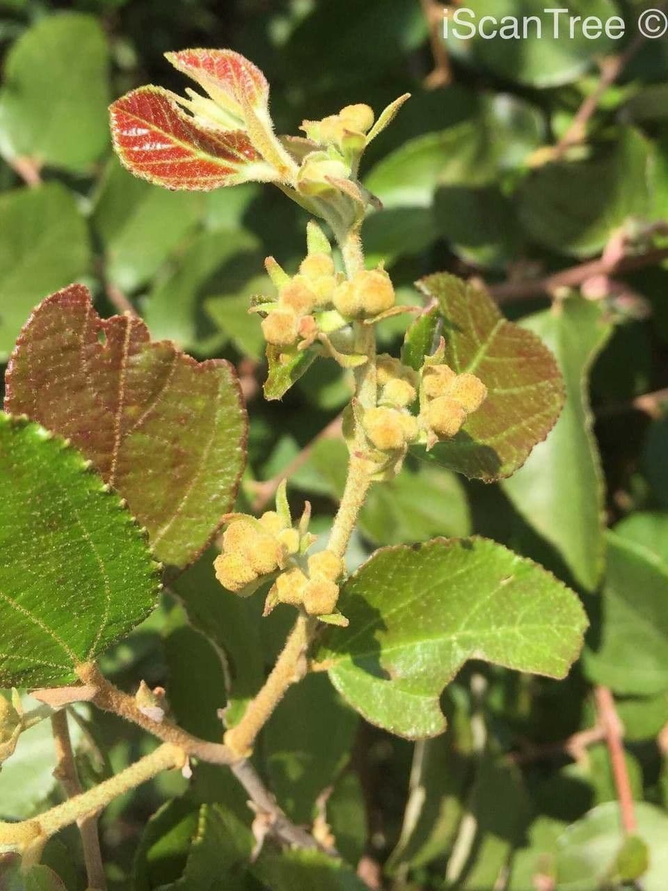 Grewia 8