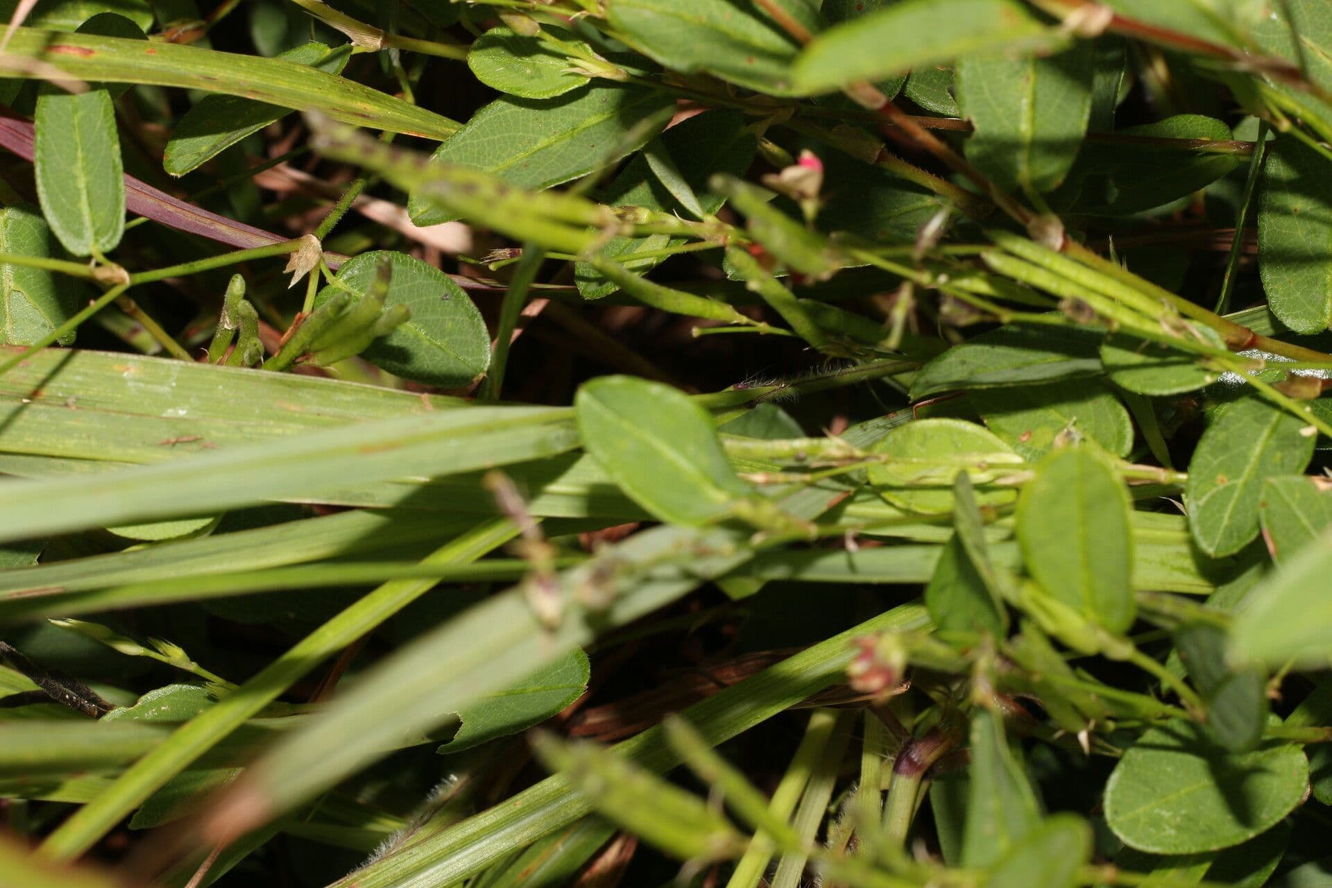 Calopogonium 12