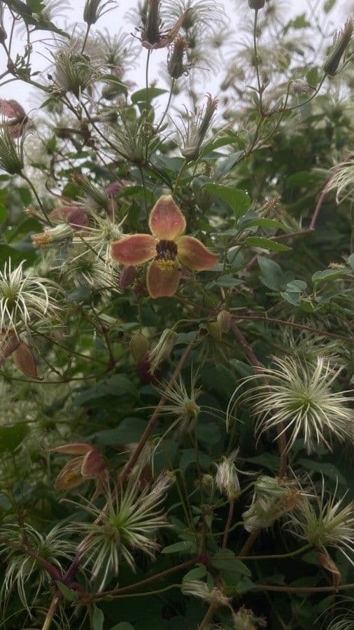 Clematide coriacea 3