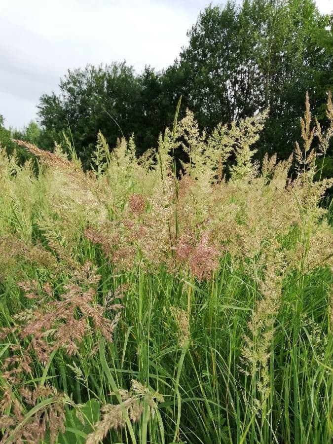 Třtina křovištní 30