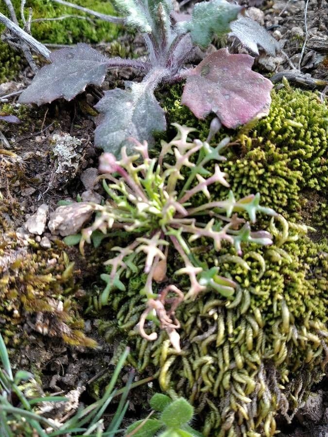 Teesdalia coronopifolia 19