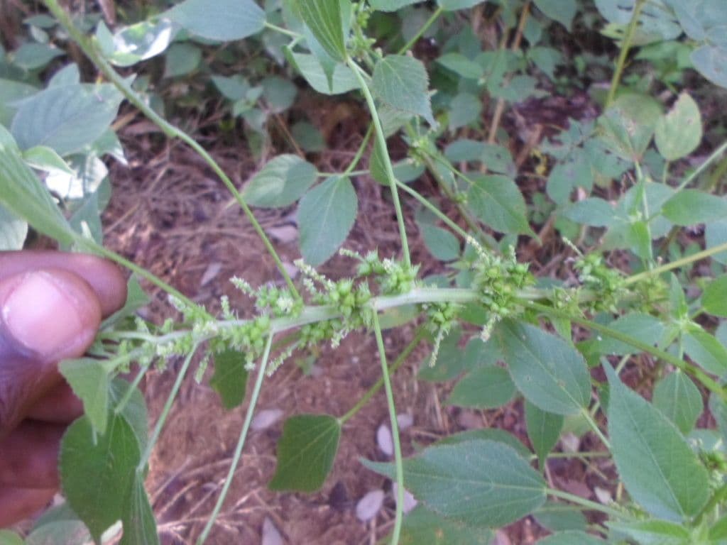 Acalypha 4
