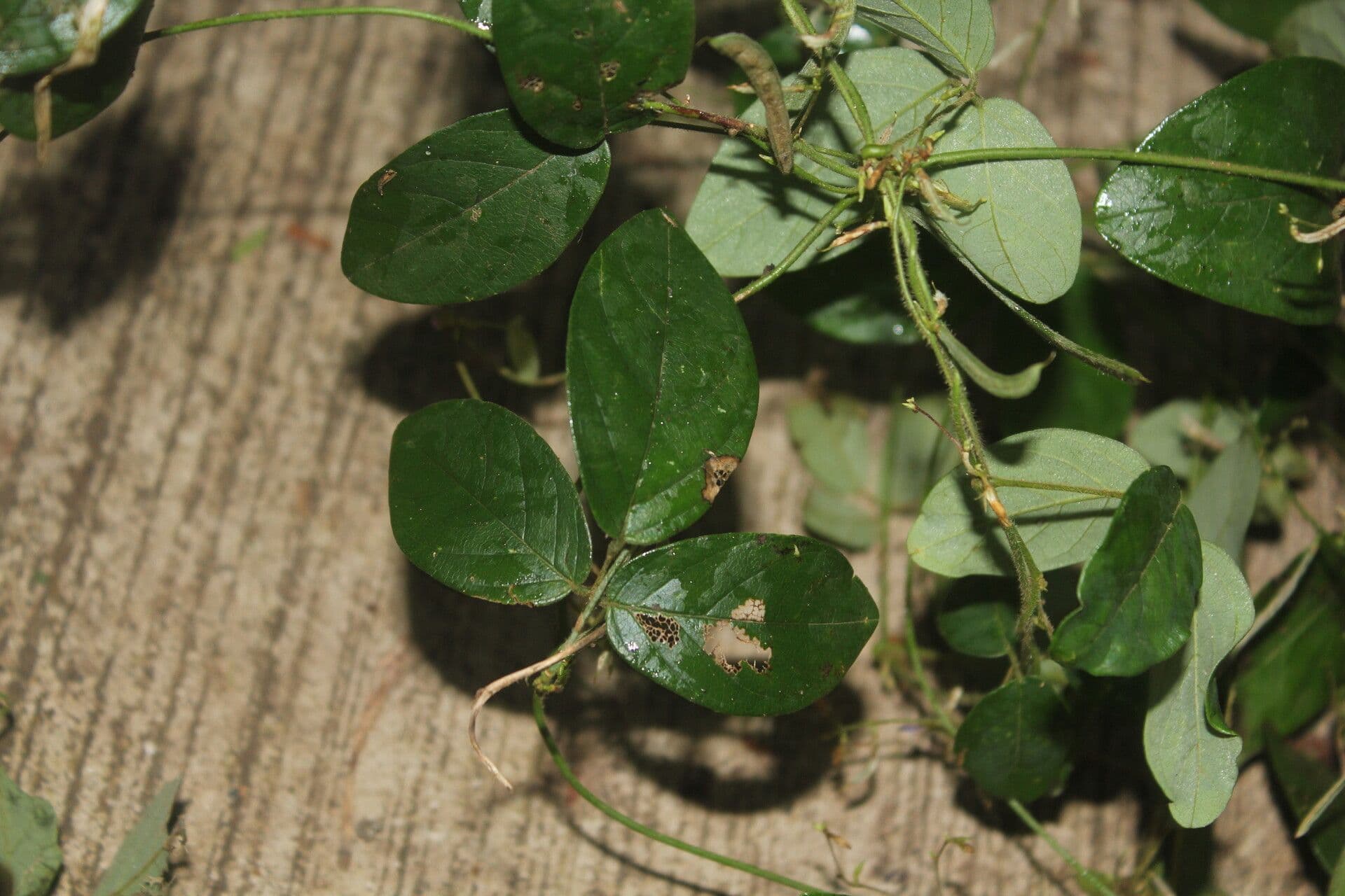 Galactia striata 11