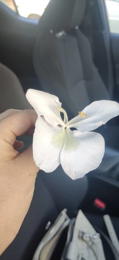 Hedychium coronarium 13