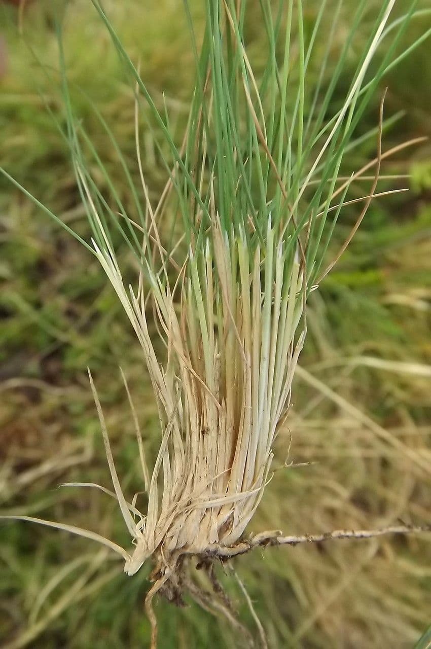 Agrostis curtisii 17