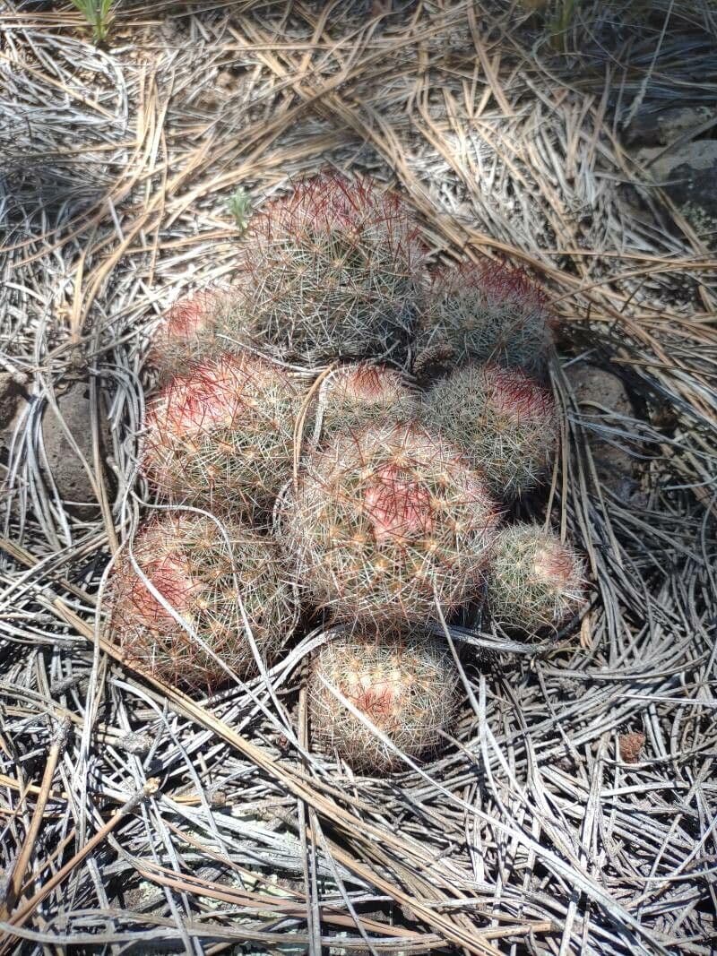 Pediocactus di Simpson 3