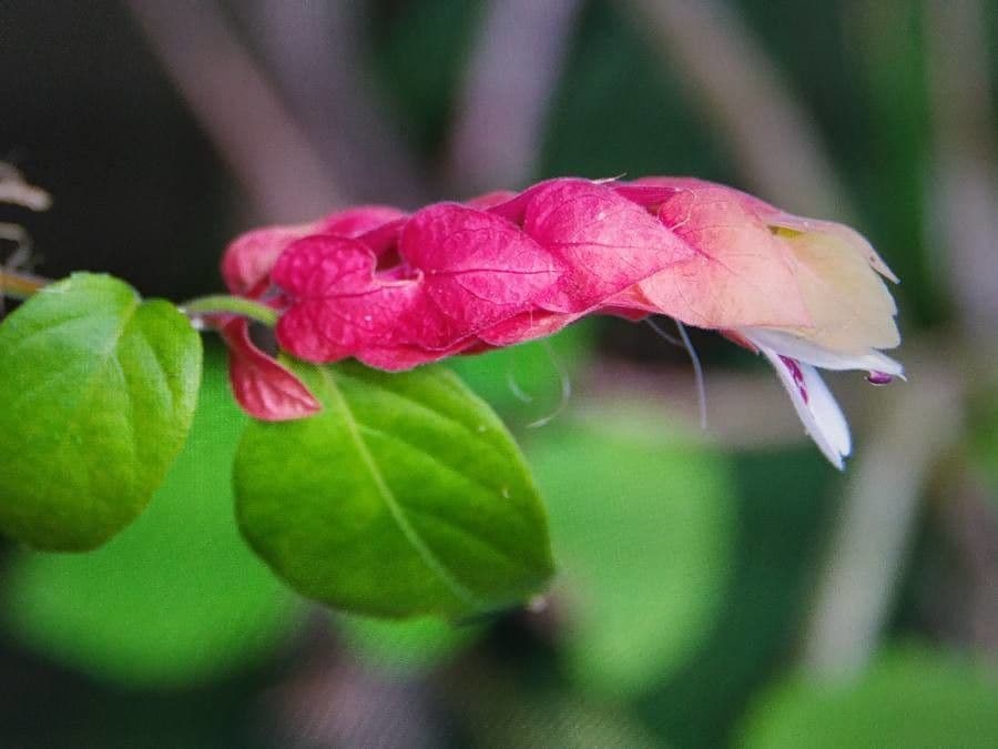 Pianta gamberetto 3