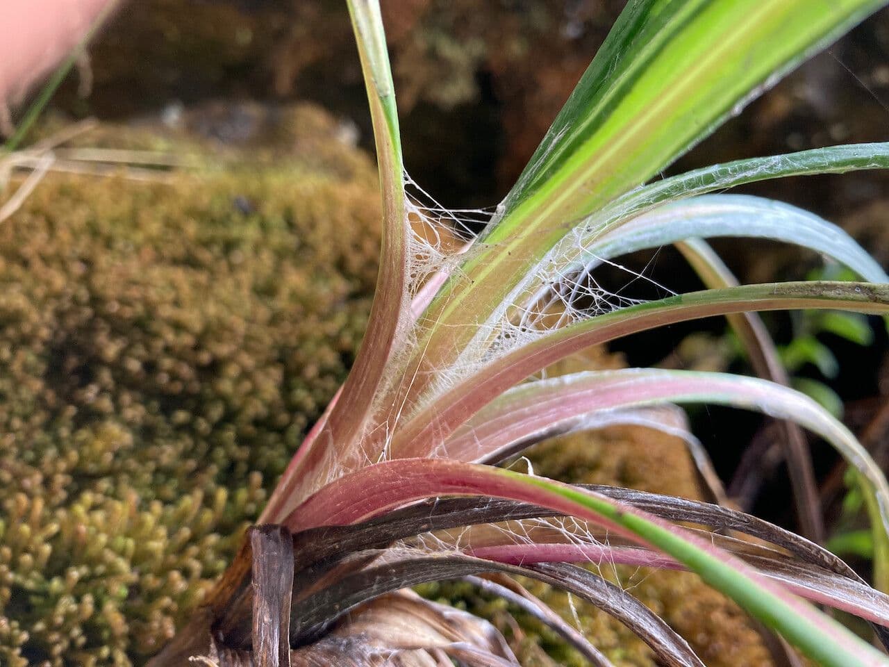 Senecio 10