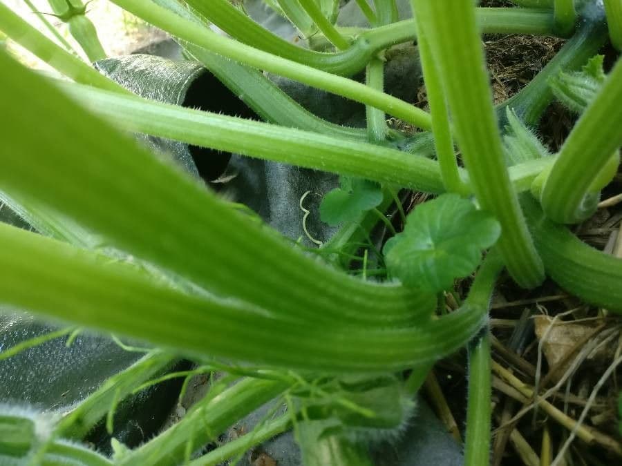 Zucca moscata 29