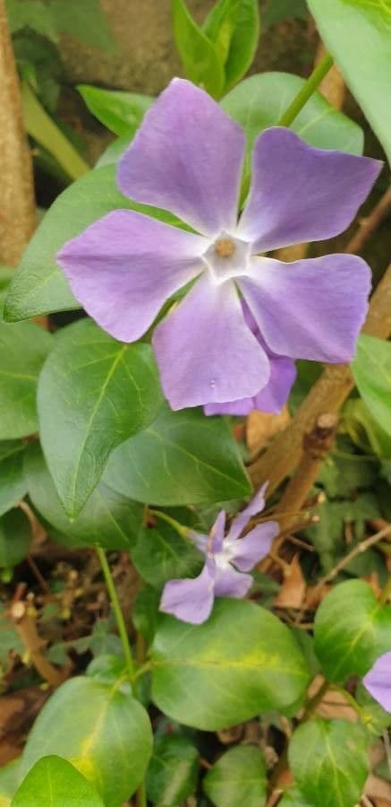 Pervinca maggiore 2