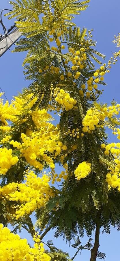 Mimosa 14
