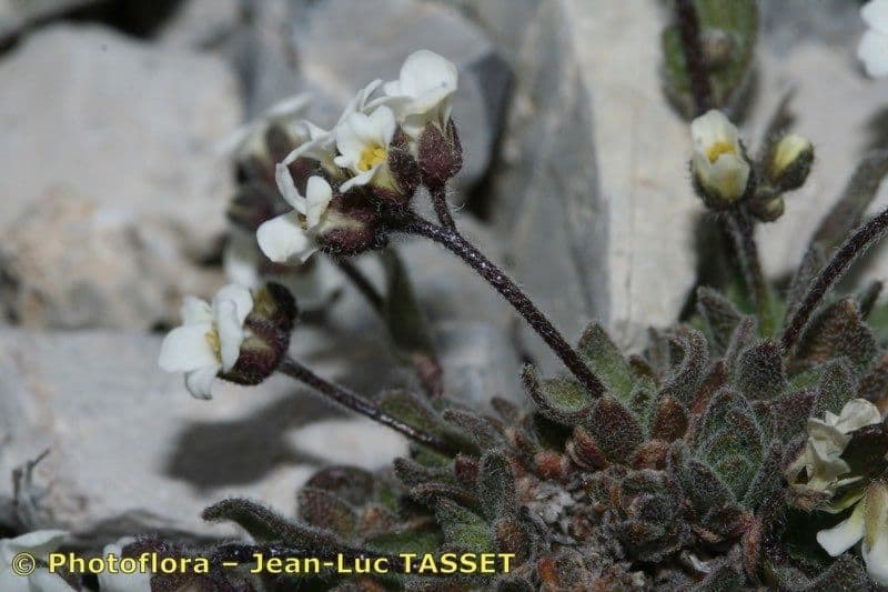 Draba douteuse 9