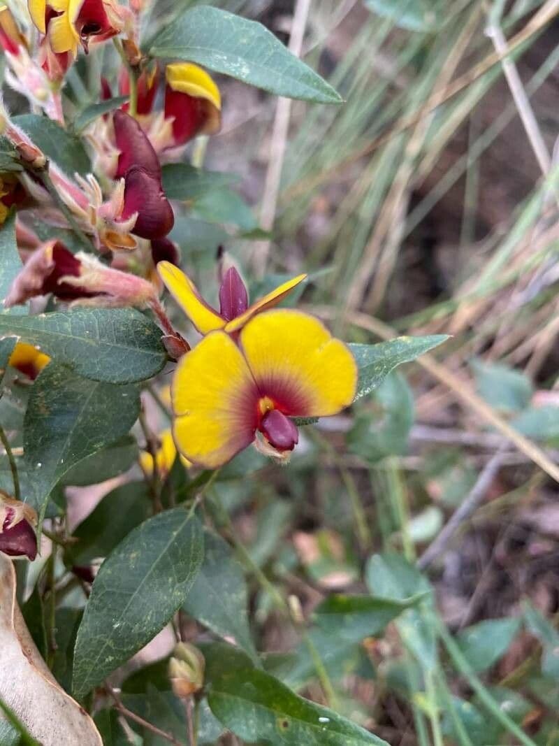 Bossiaea ornata 3