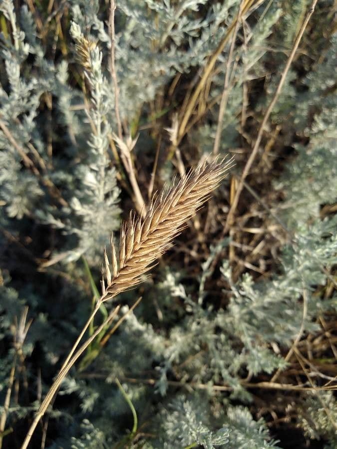 Gramigna crestata 5