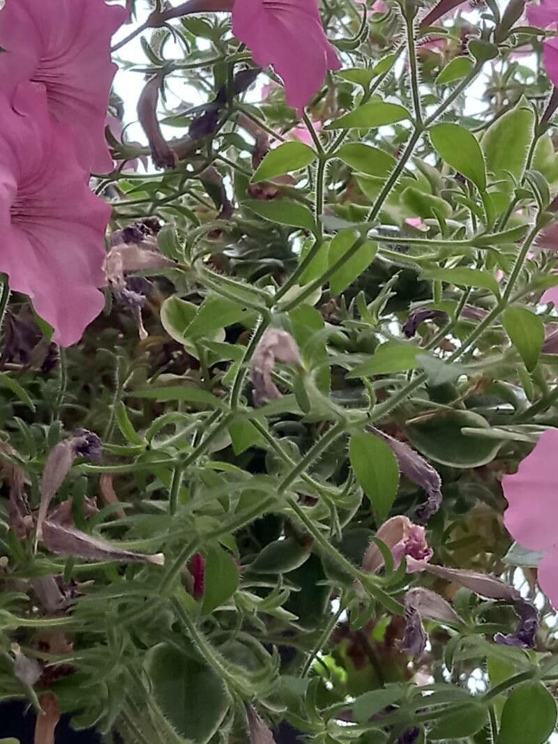 Petunia 17