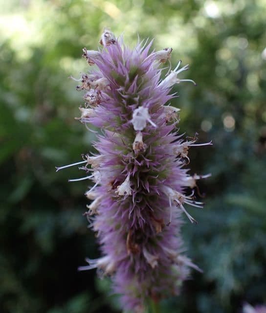 Agastache kopřivolistá 2
