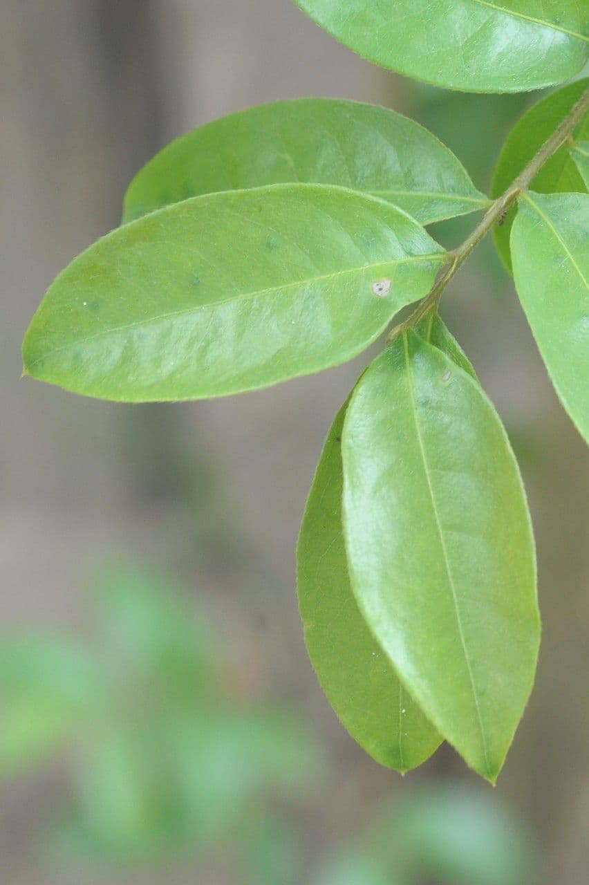 Hirtella 13