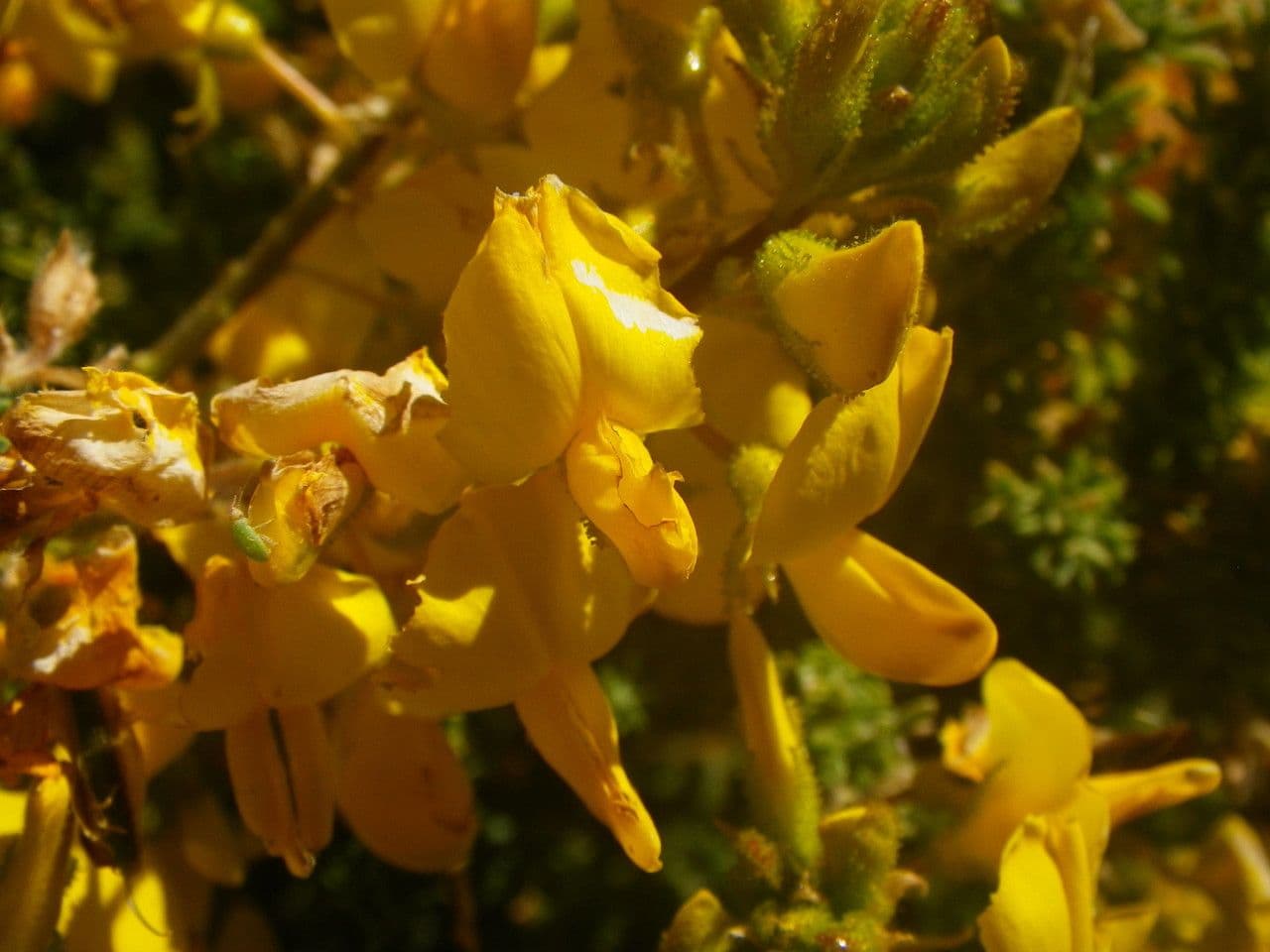 Adenocarpus viscoso 3