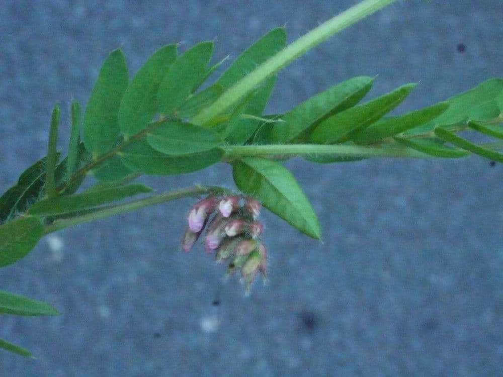Platterbse 26