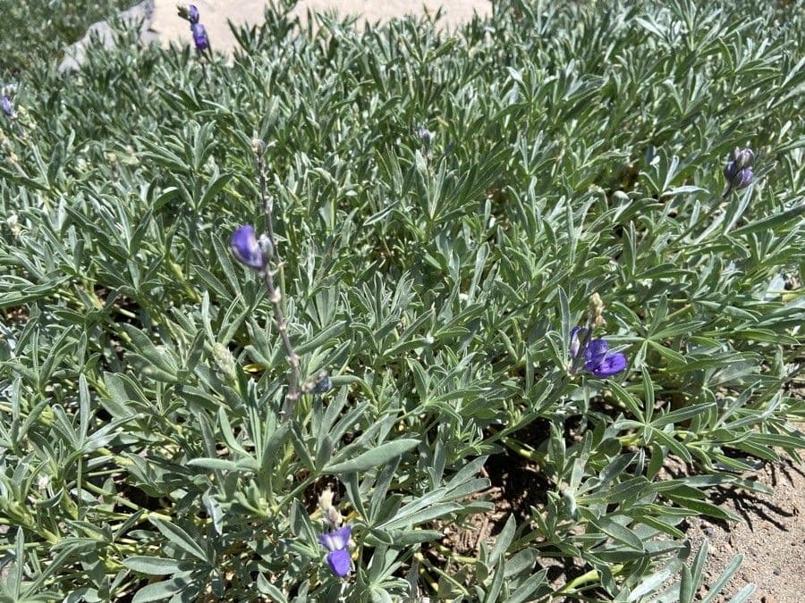 Chamisso-Lupine 12