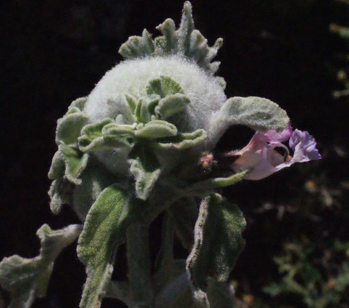 Salvia 10