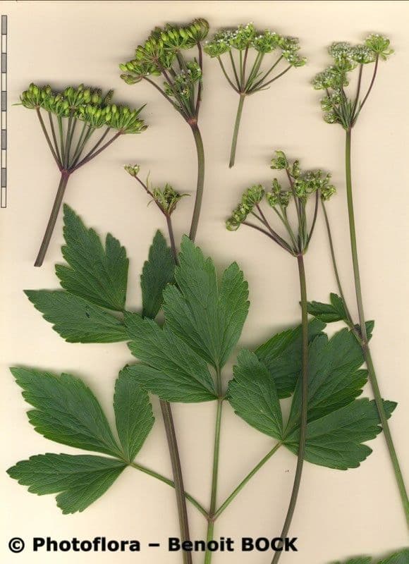 Ligusticum scoticum 24
