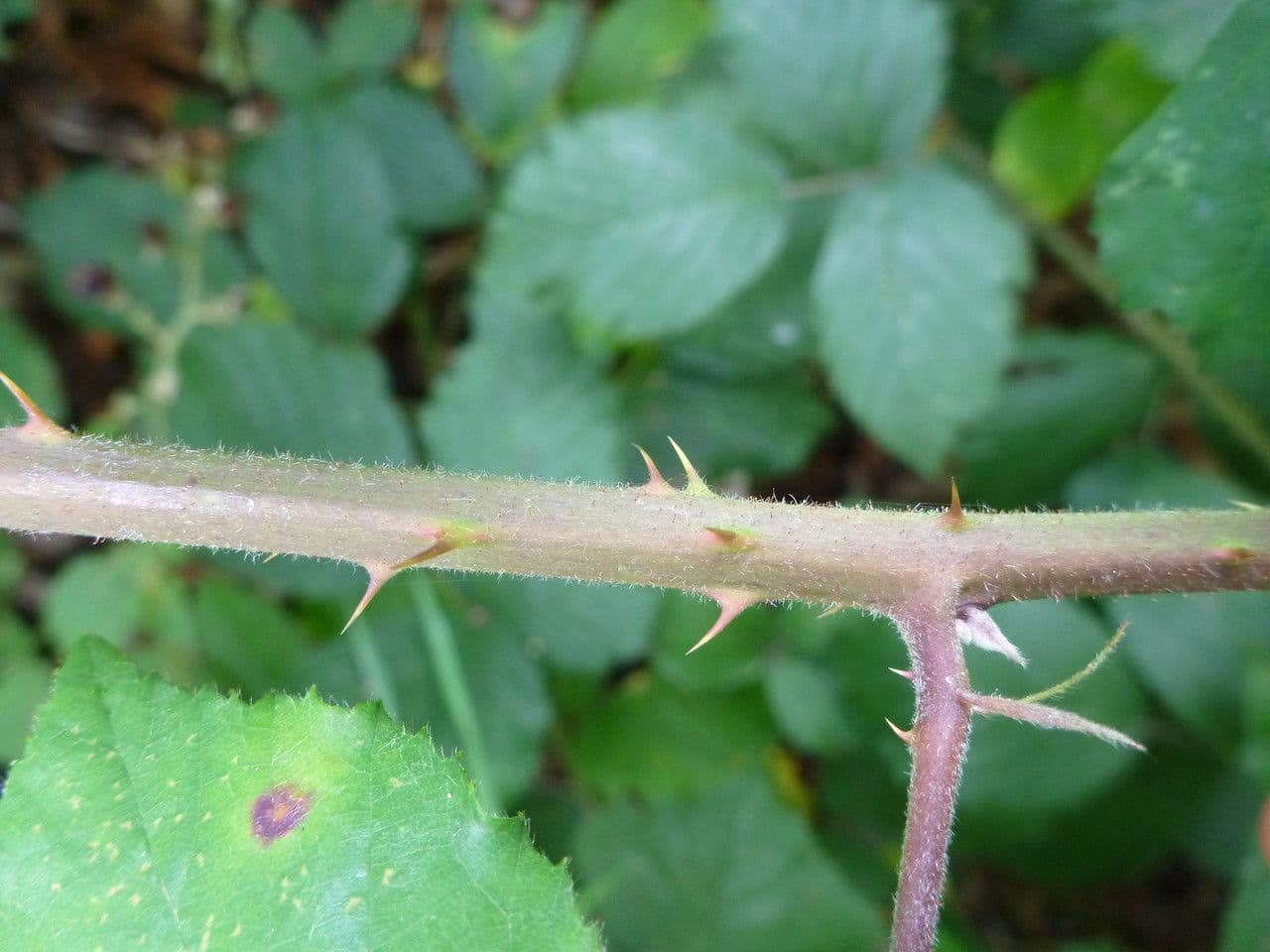 Großährige Brombeere 17