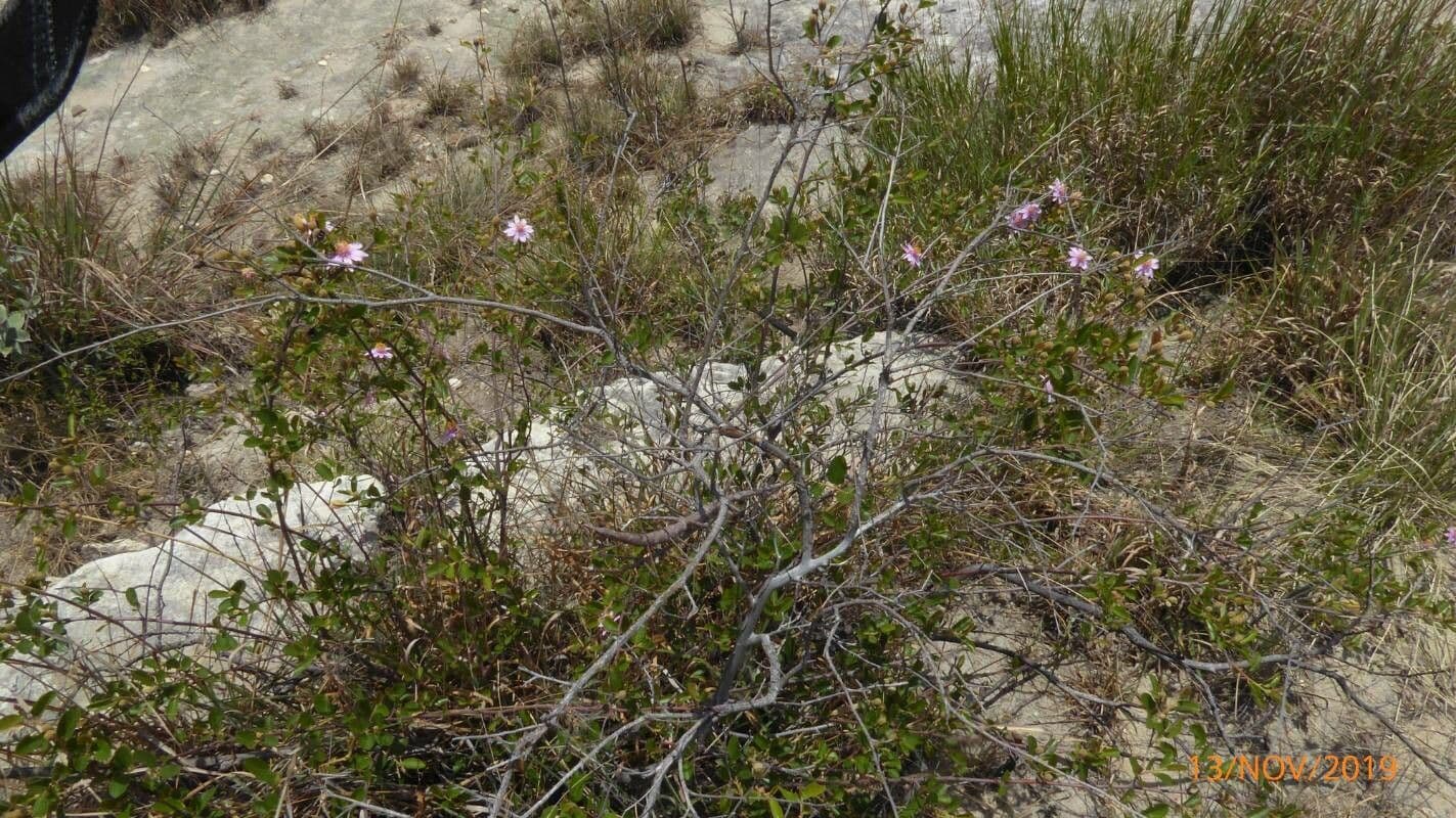 Sand-Aster 5