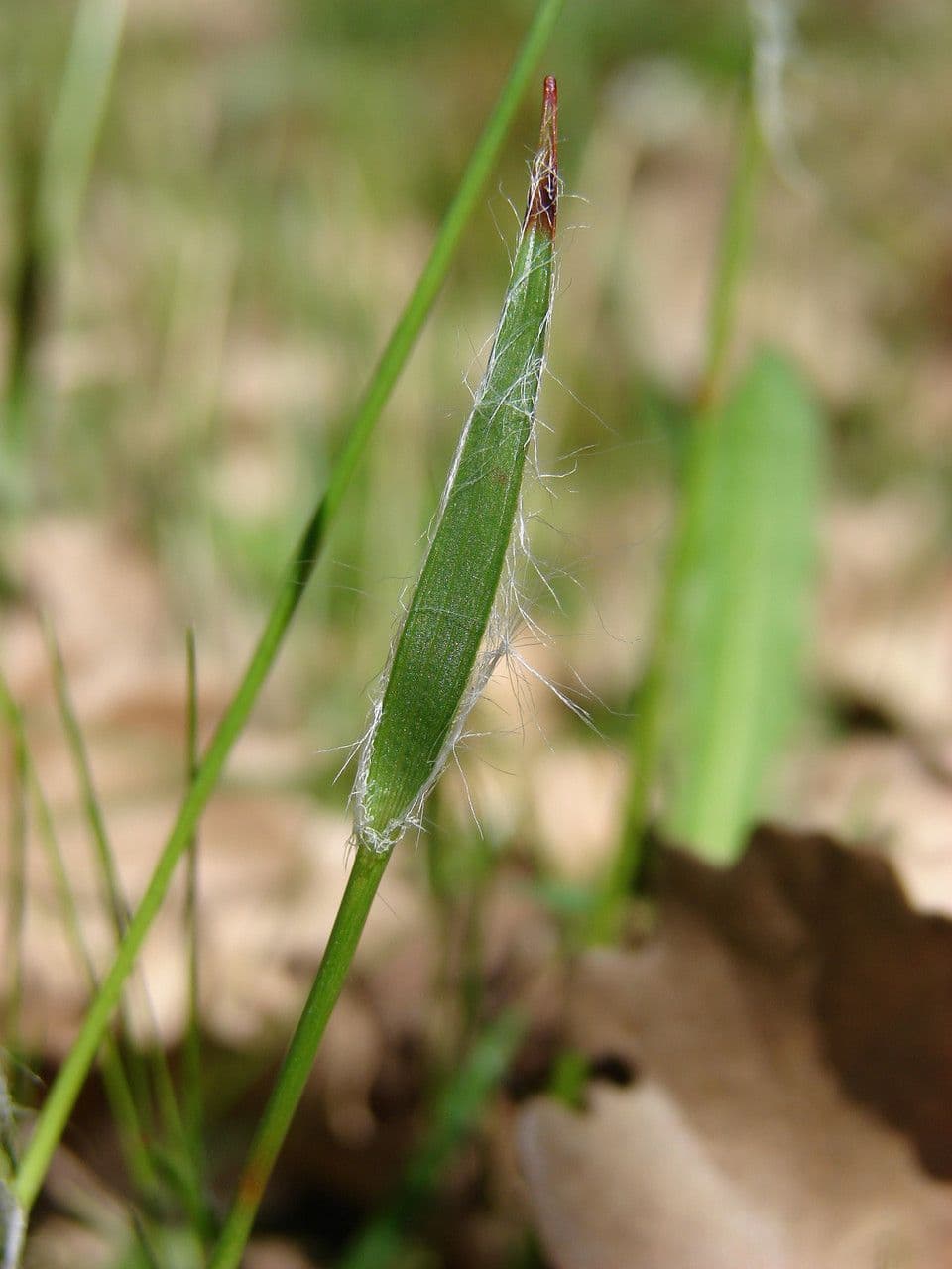 Erba lucciola comune 25