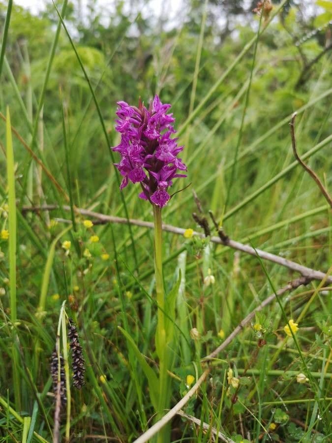 Orchidea palustre purpurea