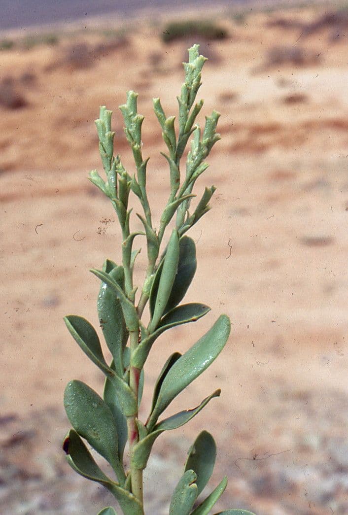 Notoceras bicorne 2