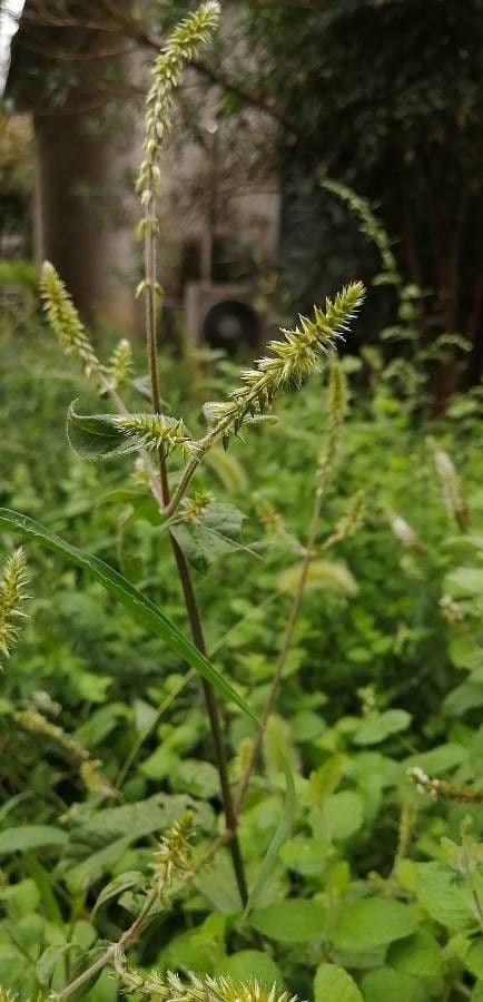 Achyranthes bidentata 4