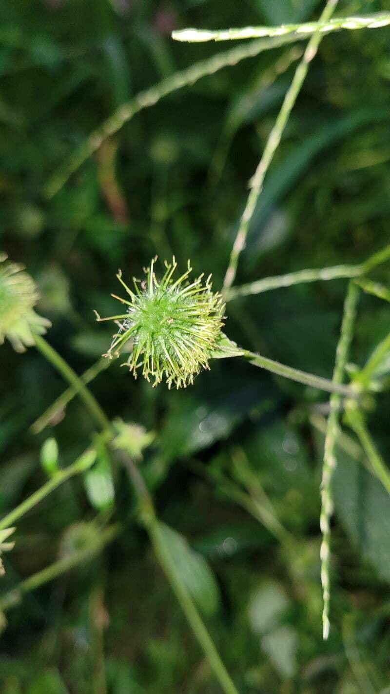 Sanicula canadensis 7