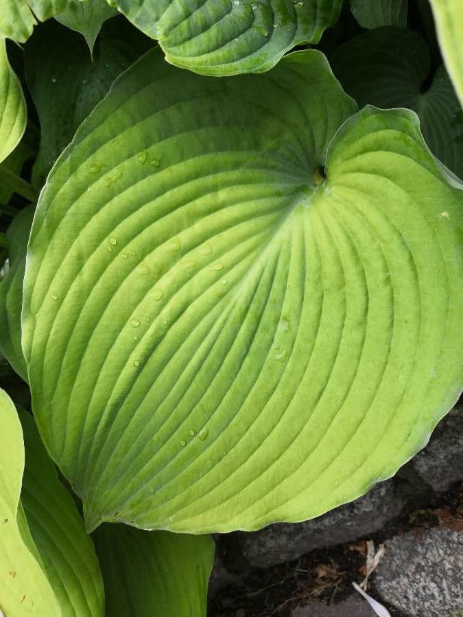 Hosta 19
