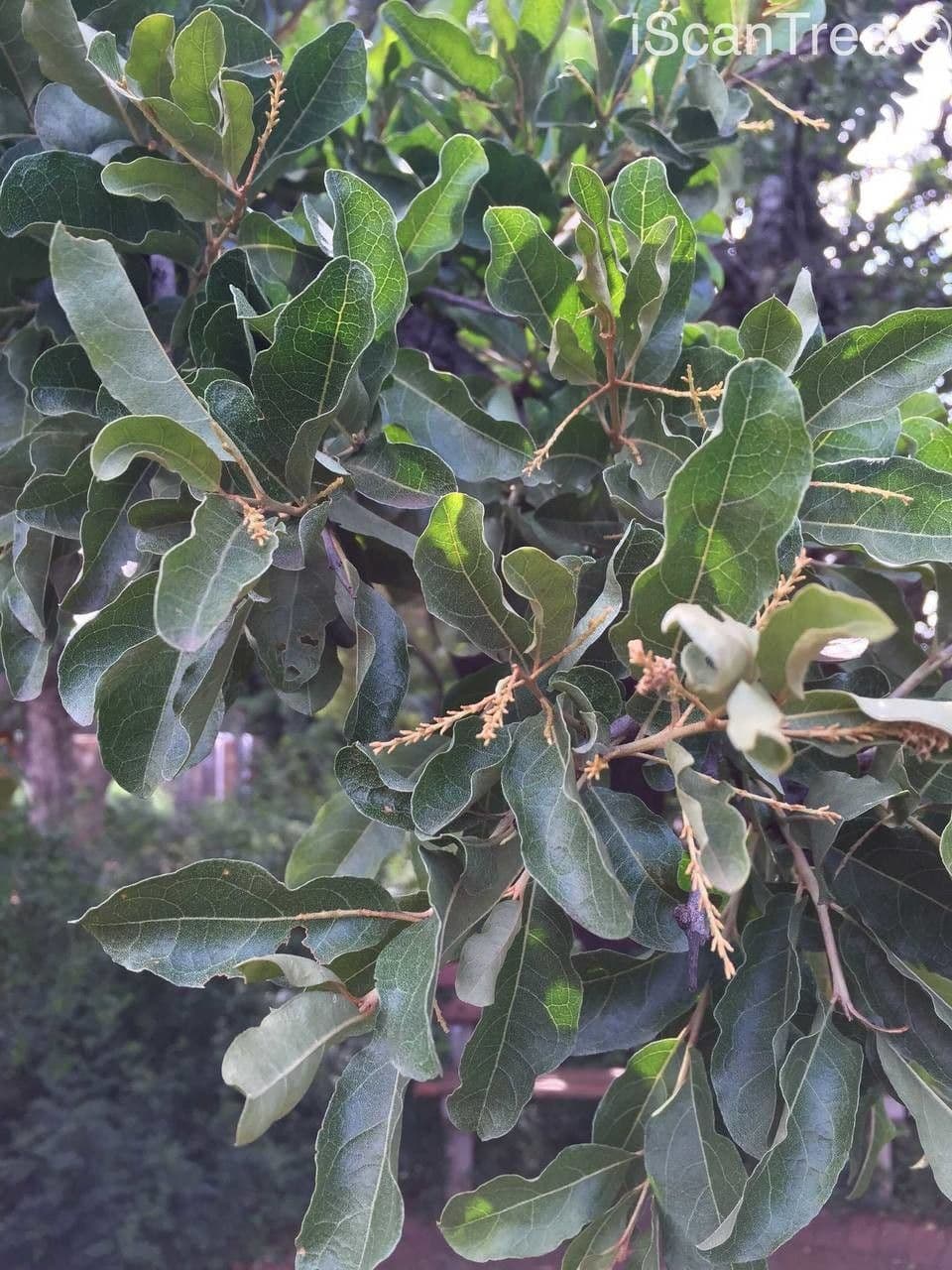 Galpinia 20