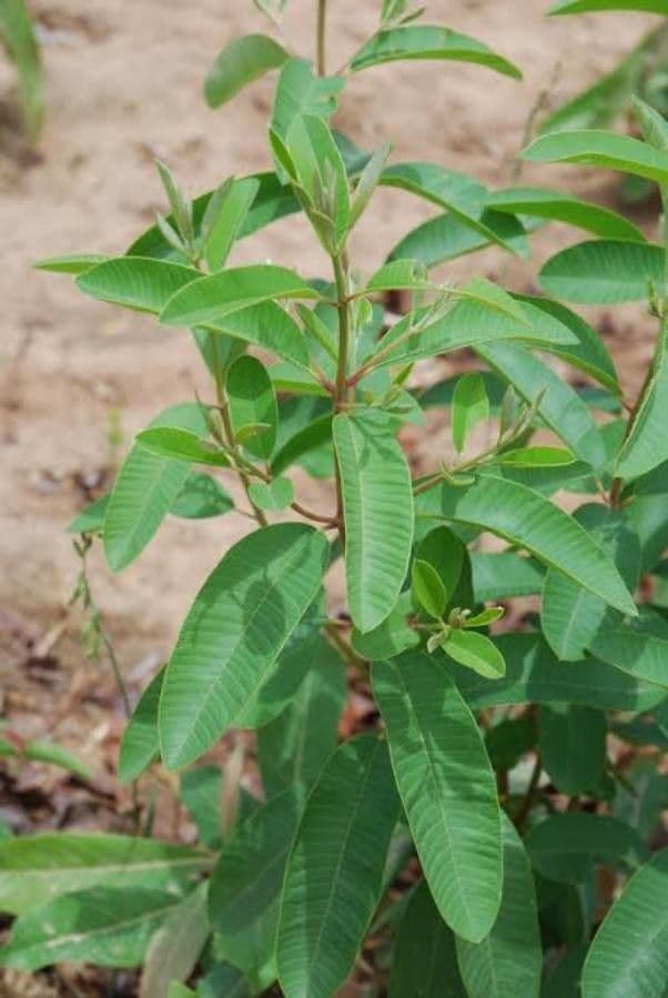 Ozoroa insignis 13