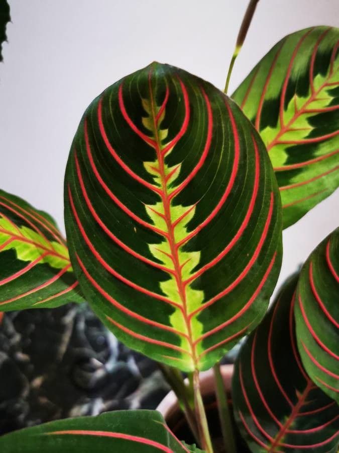 Maranta 14