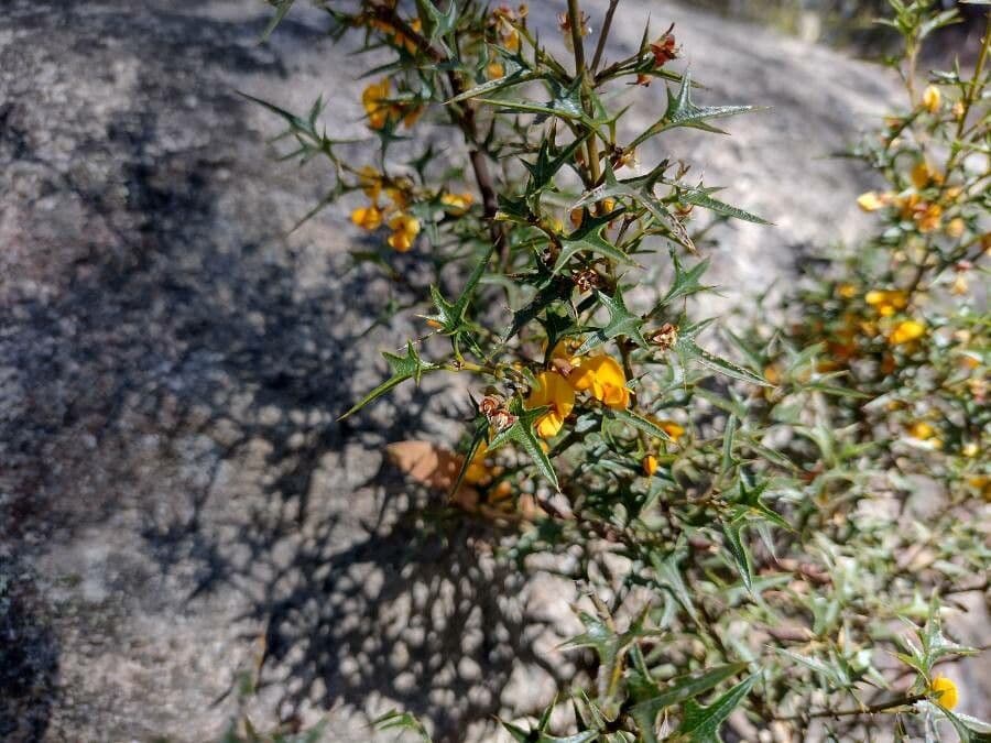 Stechpalmenblättrige Podolobium 5