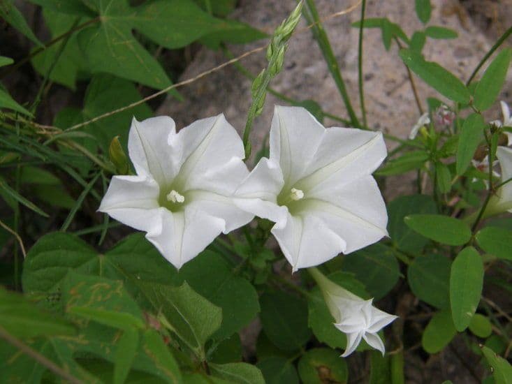 Ipomoea