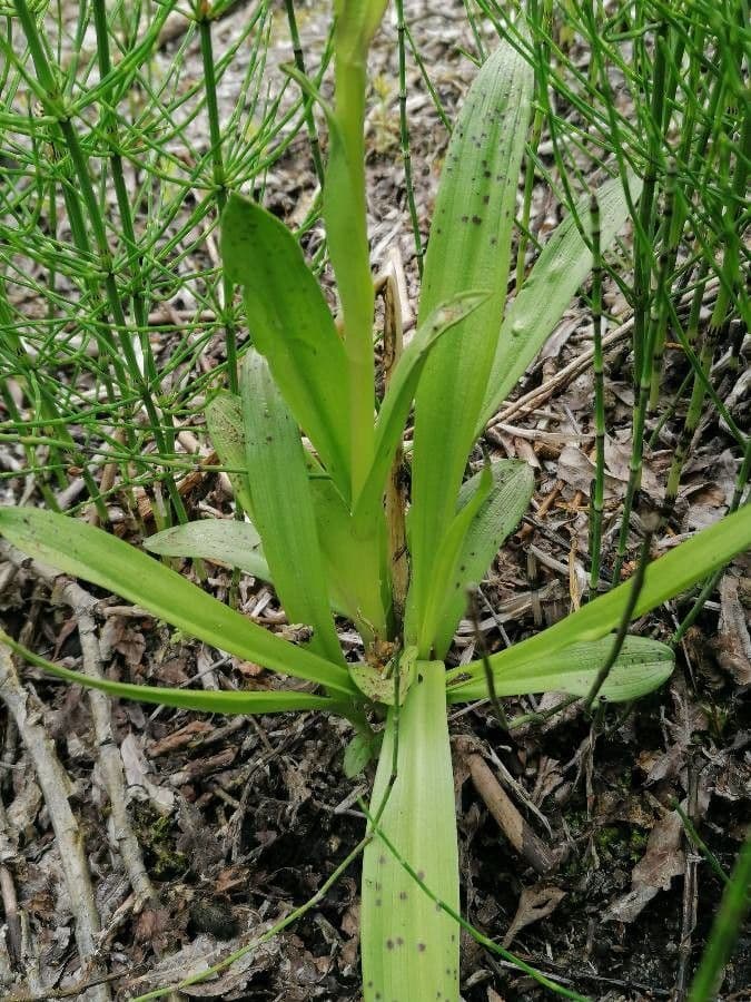Orchide incarnata 16