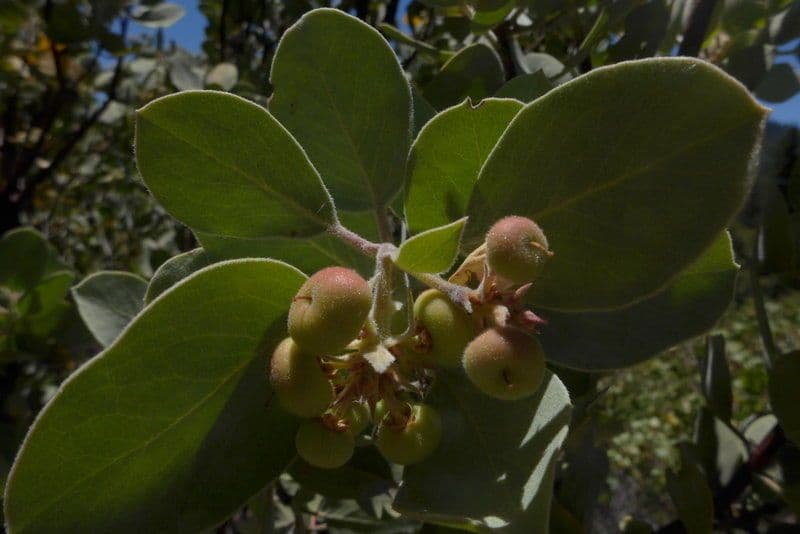 Arctostaphylos 3