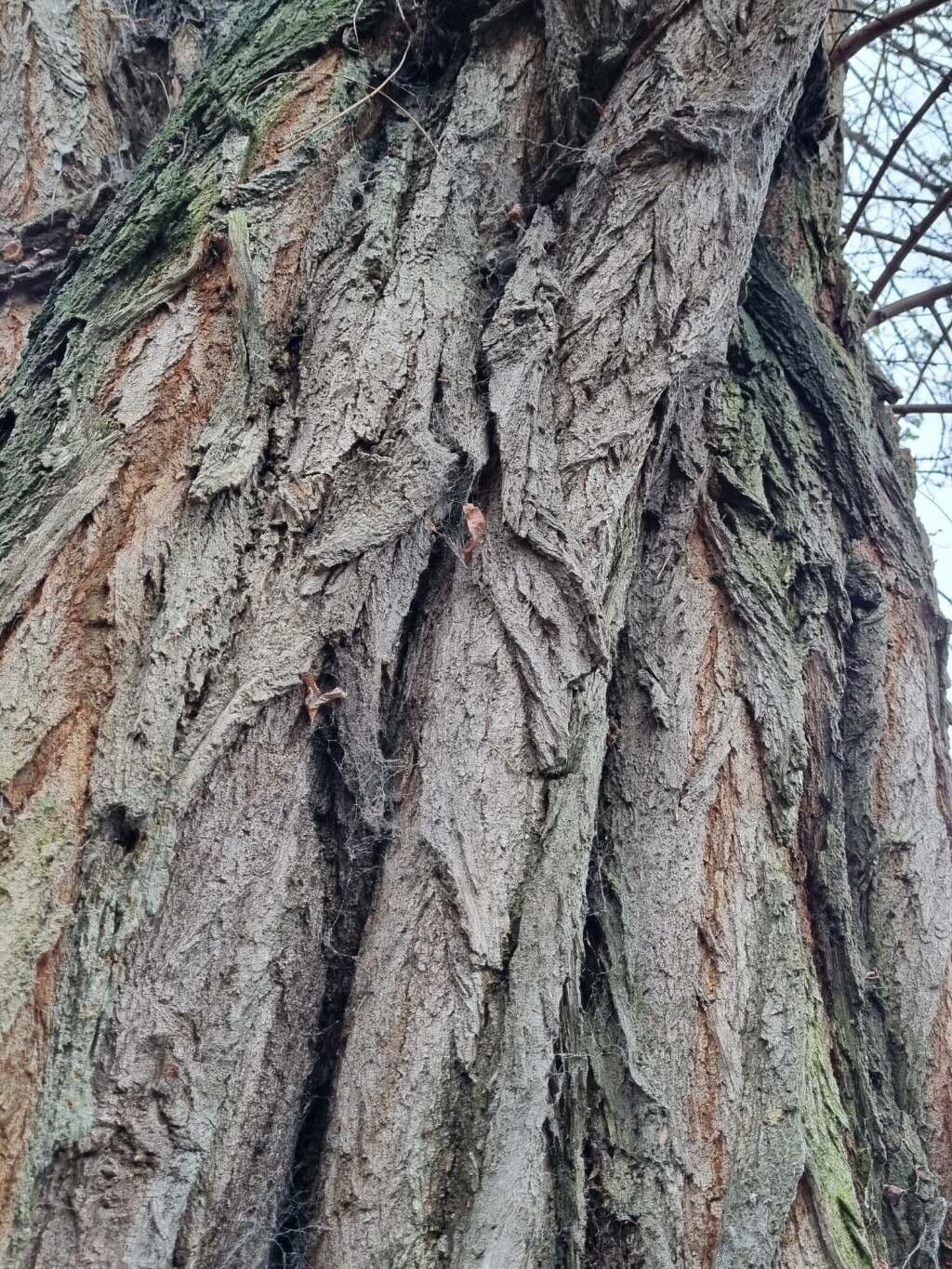 Robinia viscosa 22