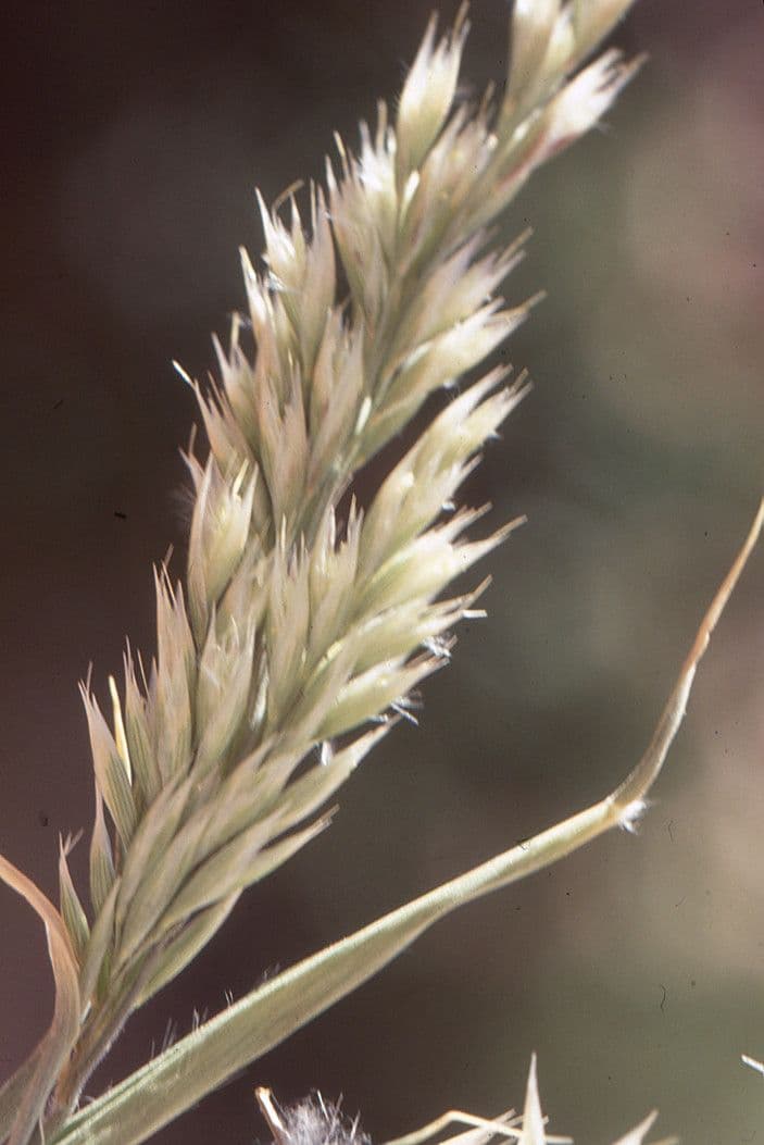 Stipagrostis ottusa