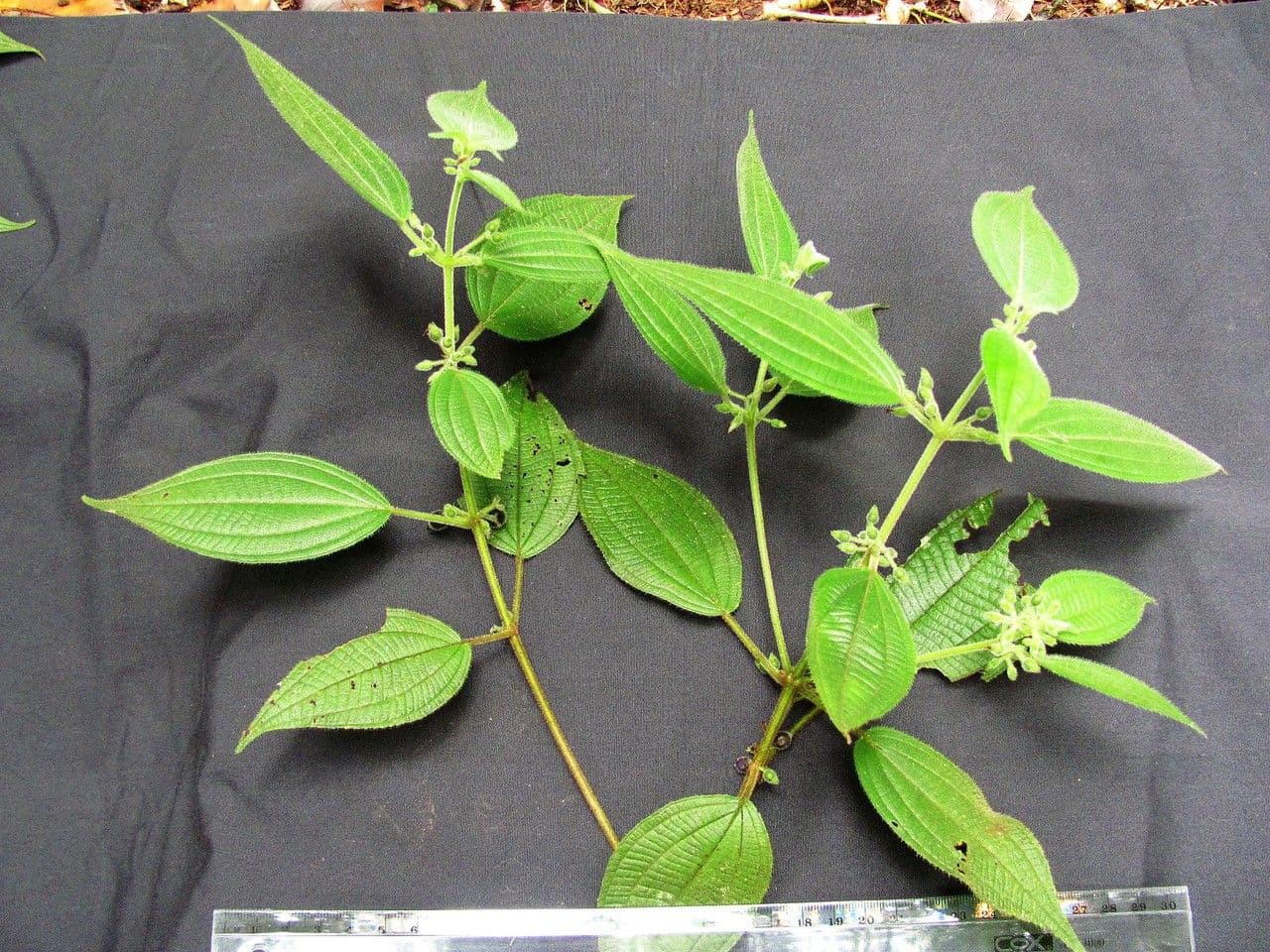 Miconia 4