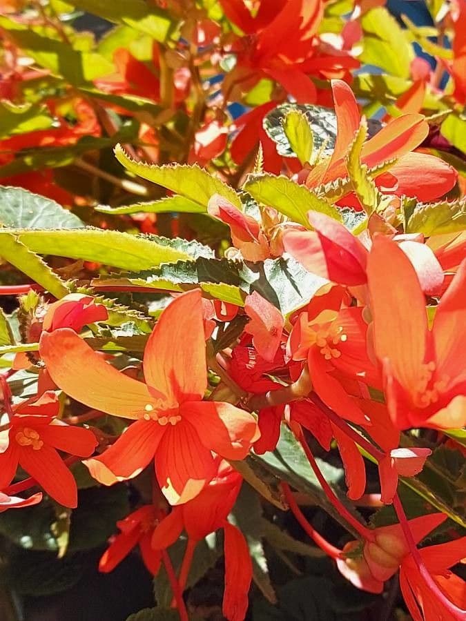 Begonia boliviana 23