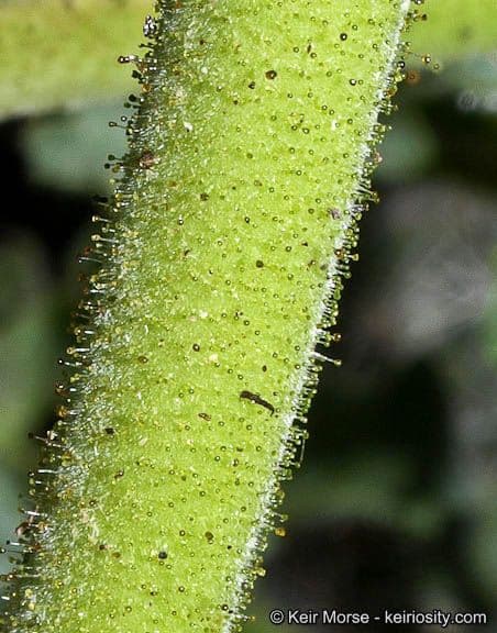 Facelia pedicellata 18