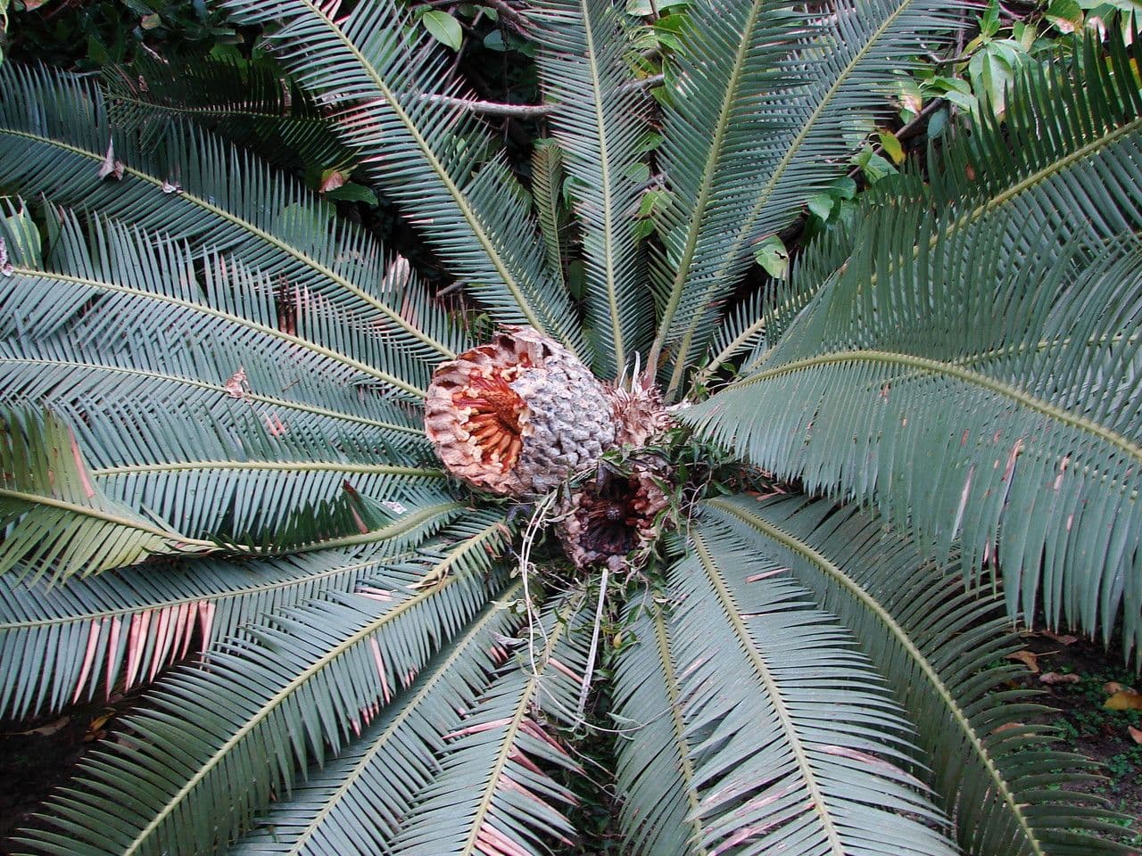 Dioon commestibile 20