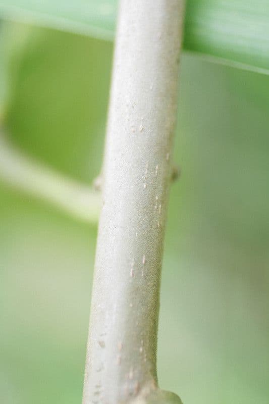Omphalea 8