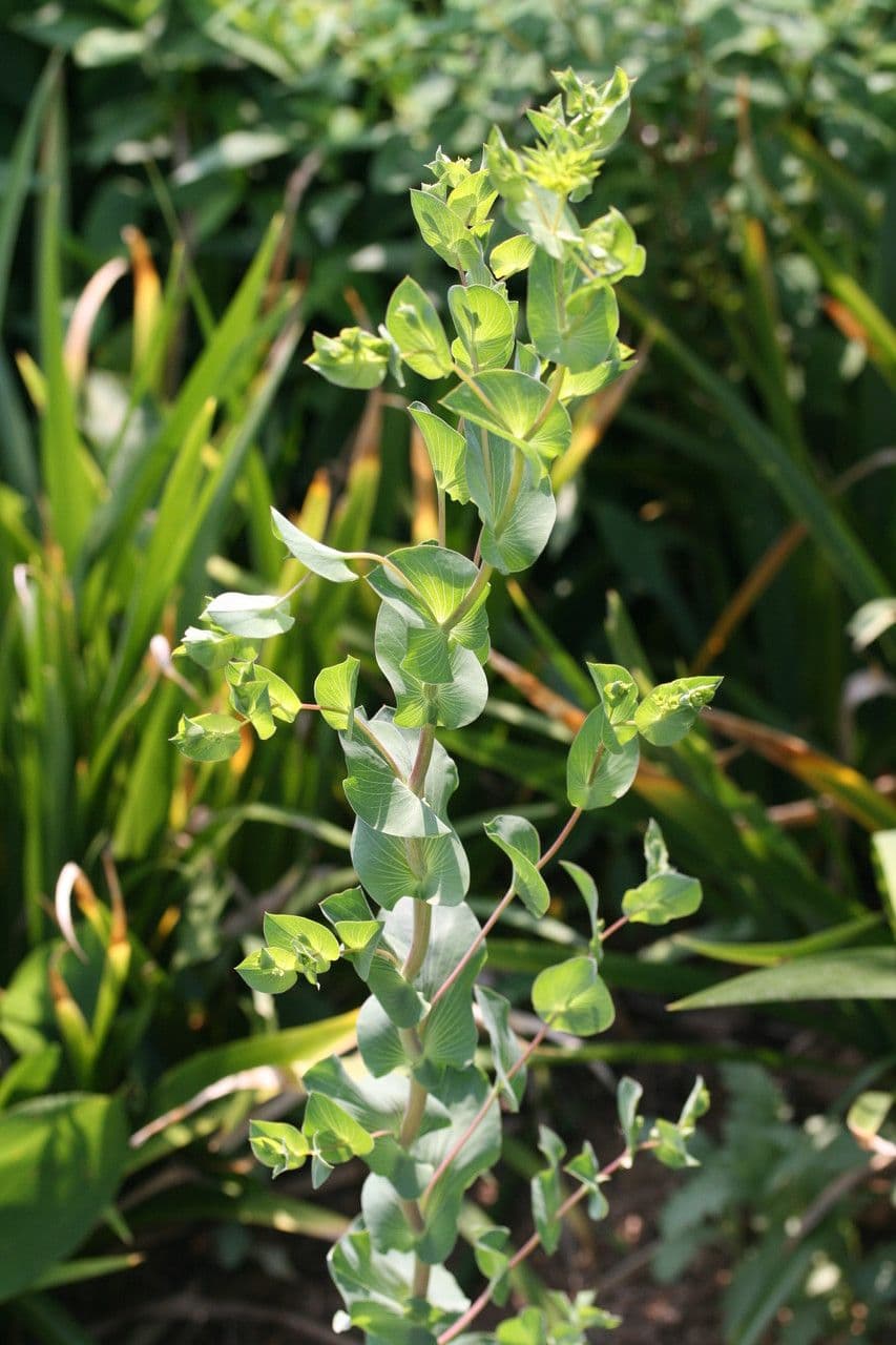 Bupleurum rotundifolium 18