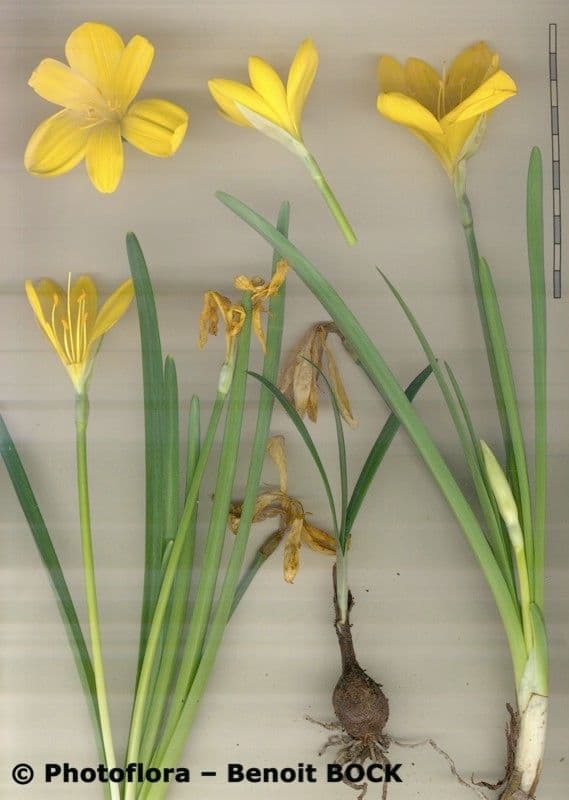 Sternbergie 22